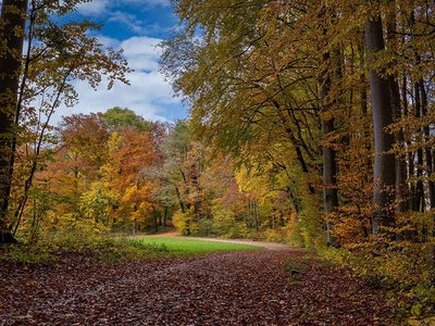 Puzzle di Sentiero nel bosco d'autunno