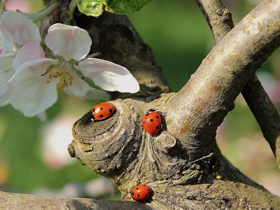 Puzzle di Sette coccinelle maculate, anteprima