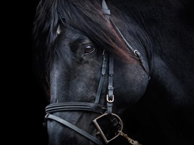 Puzzle di Stallone nero, anteprima