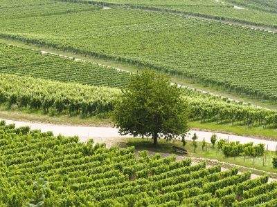 Puzzle di Uva alla vendemmia, anteprima