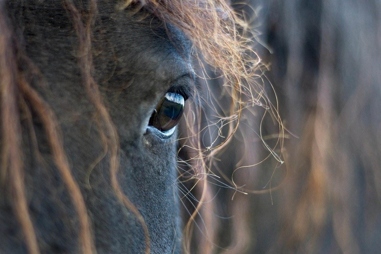 Legpuzzel Fries paard