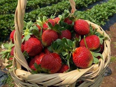 Legpuzzel Legpuzzel Aardbeienvruchten van boerderijplantage