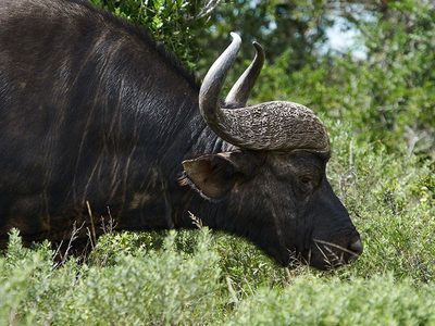 Legpuzzel Afrikaanse buffel als de Kaapse buffel, voorbeeld