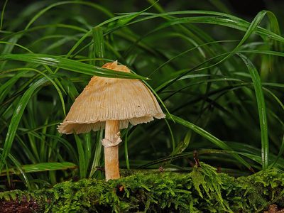 Legpuzzel Agaric schimmel paddenstoel natuur