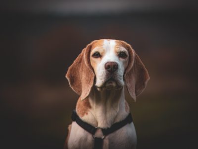 Legpuzzel Beagle in de herfstbladeren