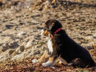 Legpuzzel Berner sennenhond, voorbeeld