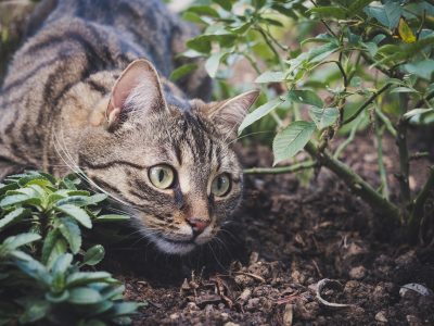 Legpuzzel Cyperse kat in de tuin