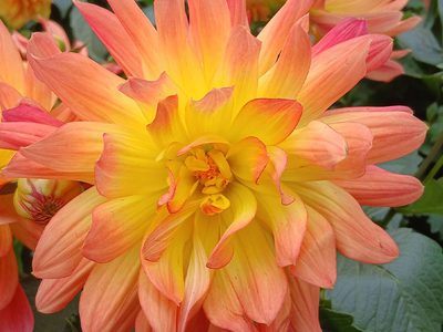 Legpuzzel Dahlia variëteit melodie dora, voorbeeld