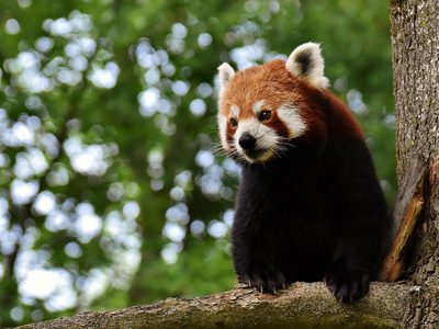 Legpuzzel Legpuzzel De rode panda is vooral 's ochtends en 's avonds actief