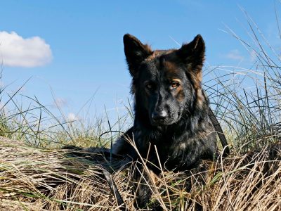 Legpuzzel Duitse herder in het veld