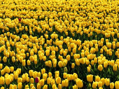 Legpuzzel Duizenden gele tulpenbloemen, voorbeeld