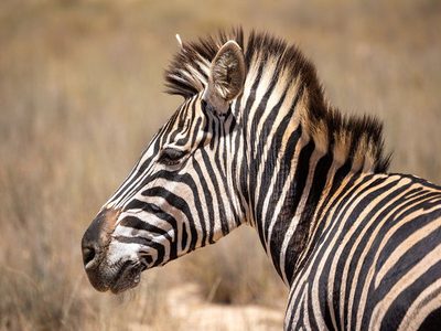Legpuzzel Legpuzzel Een effen zebra met opvallende zwart-witte strepen