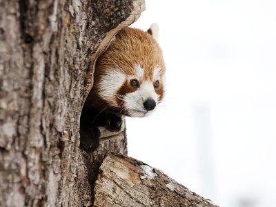 Legpuzzel Legpuzzel Een klein, in bomen levend zoogdier afkomstig uit de oostelijke Himalaya