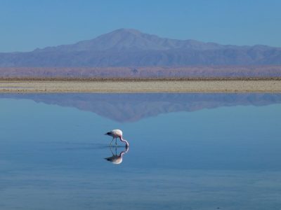Legpuzzel Flamingo's aan het meer, voorbeeld