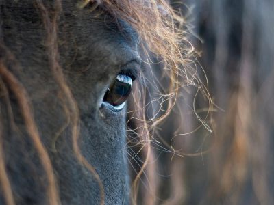 Legpuzzel Fries paard, voorbeeld
