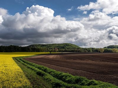 Legpuzzel Legpuzzel Gebied van koolzaad landbouw lentetijd