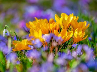 Legpuzzel Gele krokusbloem bloeit in het voorjaar