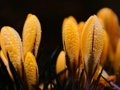 Legpuzzel Legpuzzel Gele krokusbloemen