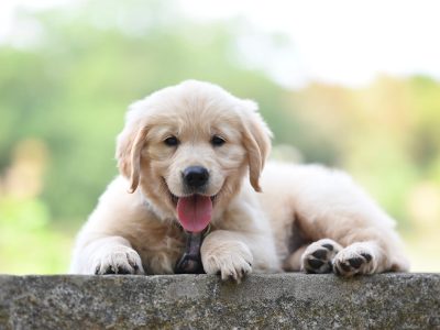 Legpuzzel Golden retriever puppy, voorbeeld