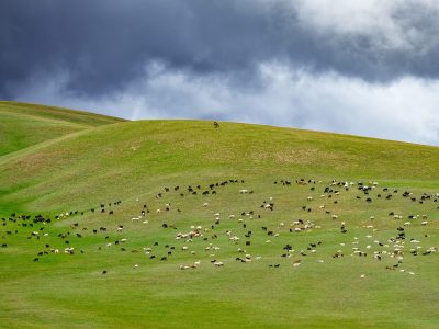 Legpuzzel Groene heuvels met schapen
