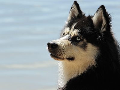 Legpuzzel Husky in de sneeuw, voorbeeld