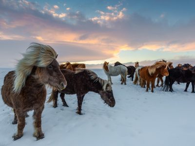 Legpuzzel IJslandse paarden in de sneeuw, voorbeeld