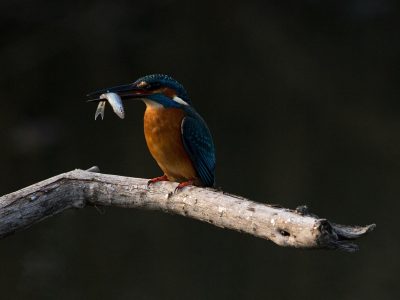 Legpuzzel IJsvogel aan het vissen, voorbeeld