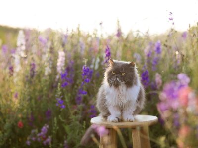 Legpuzzel Kat in de bloemenwei