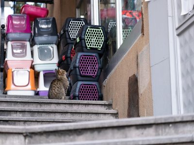 Legpuzzel Kittens in een doos