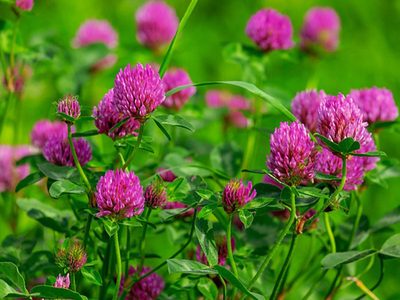 Legpuzzel klaverbloesem roze bloemen, voorbeeld