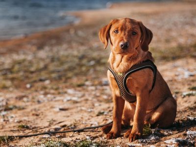 Legpuzzel Labrador op het strand, voorbeeld