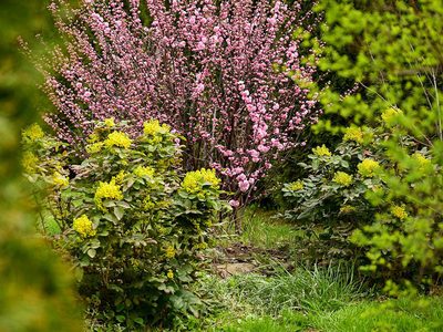 Legpuzzel Legpuzzel Lentetuinplanten bloeien