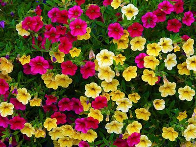 Legpuzzel Magische klokken petunia's bloemen, voorbeeld