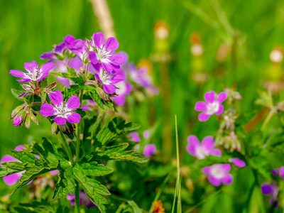 Legpuzzel Legpuzzel Ooievaarsbek bloemen plant
