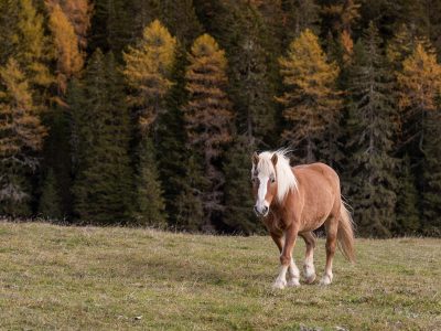 Legpuzzel Paard in het herfstbos, voorbeeld
