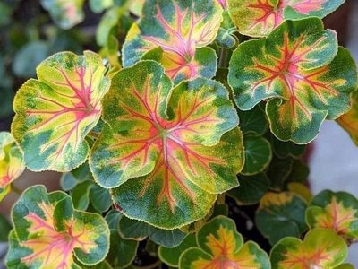 Legpuzzel Pelargonium plant populair voor balkon