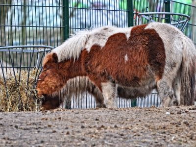 Legpuzzel Pony op de boerderij, voorbeeld