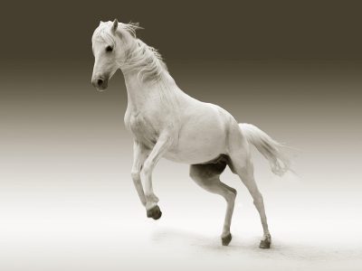 Legpuzzel Portret van een wit paard, voorbeeld