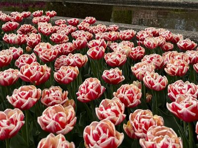 Legpuzzel Legpuzzel Prachtig veld met roze en witte tulpen