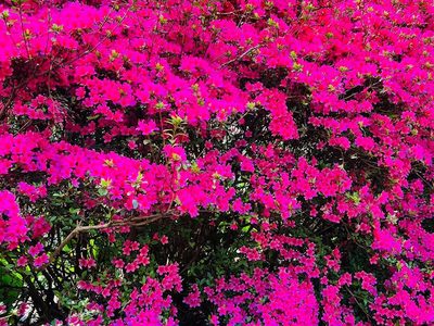 Legpuzzel Legpuzzel Prachtige azalea bloemen