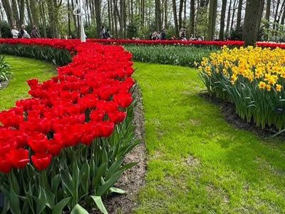 Legpuzzel Legpuzzel Rijen rode tulpen, rij narcissen
