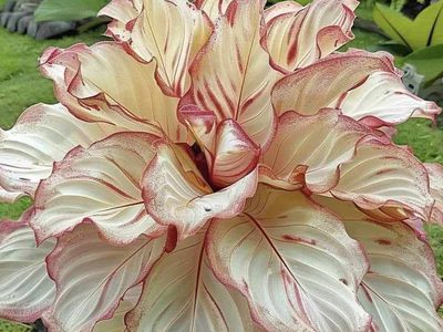 Legpuzzel Rode es calathea plant