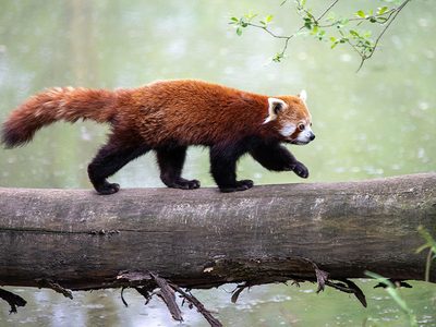 Legpuzzel Legpuzzel Rode panda, dier dat in een boomtak loopt