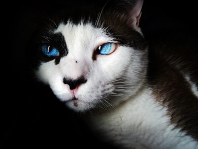 Legpuzzel Siamese kat, voorbeeld