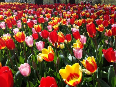 Legpuzzel Tulpen in de Keukenhof, voorbeeld