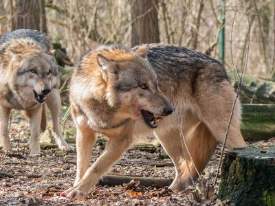 Legpuzzel Legpuzzel Twee wolven,