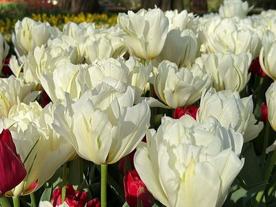 Legpuzzel Veld met witte en rode tulpen, voorjaarsbloeiers