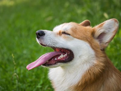 Legpuzzel Vrolijke corgi, voorbeeld