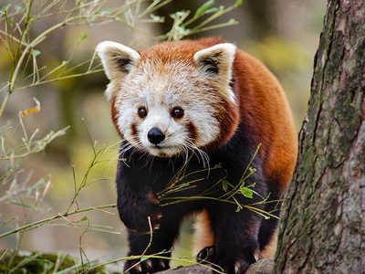 Legpuzzel Legpuzzel Wilde gezicht kleine rode panda