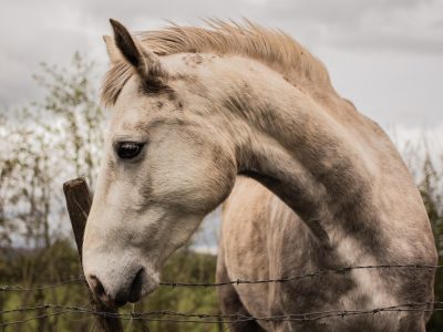 Legpuzzel Wilde paarden in de bergen